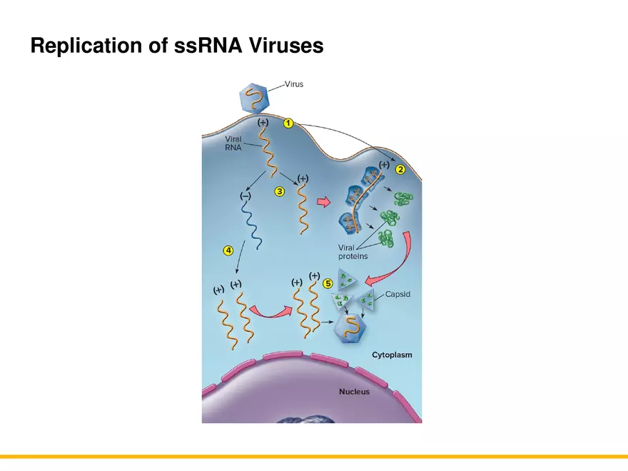 An Introduction to Microbial Genetics Lecture Part 11 - Page 4