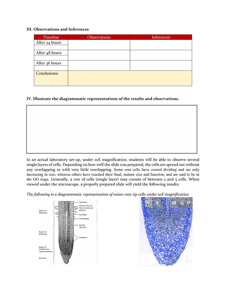 Mitosis - A Quick Overview of Cell Division - Page 3