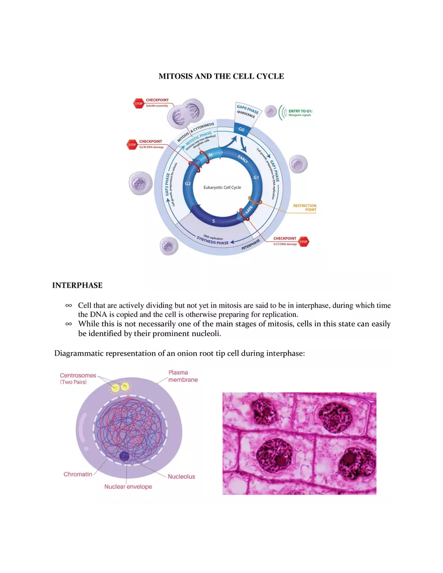 Mitosis - A Quick Overview of Cell Division - Page 4