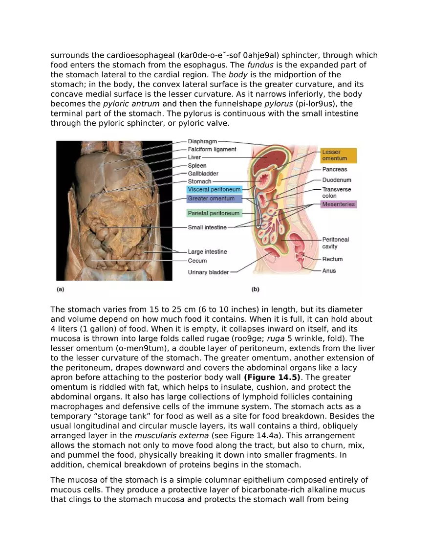 The Digestive System and Body Metabolism - Page 7