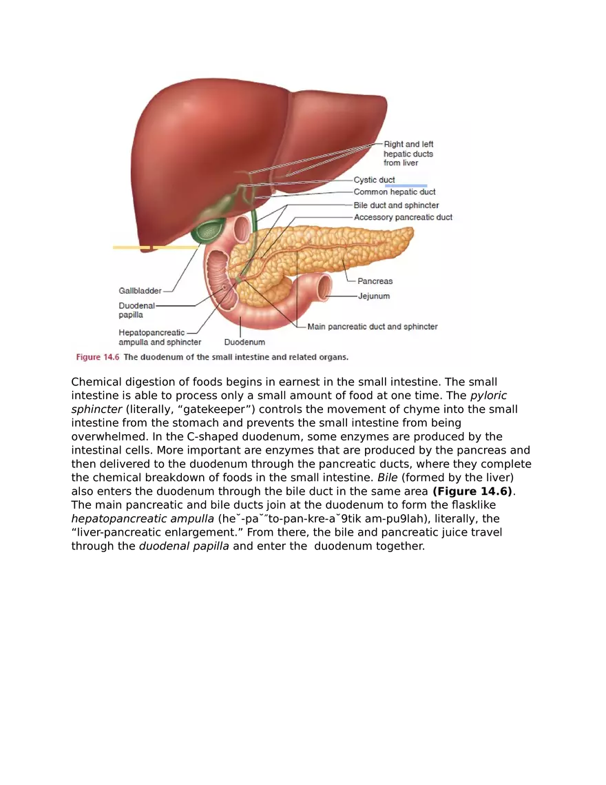 The Digestive System and Body Metabolism - Page 9