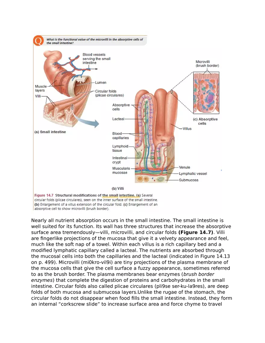 The Digestive System and Body Metabolism - Page 10