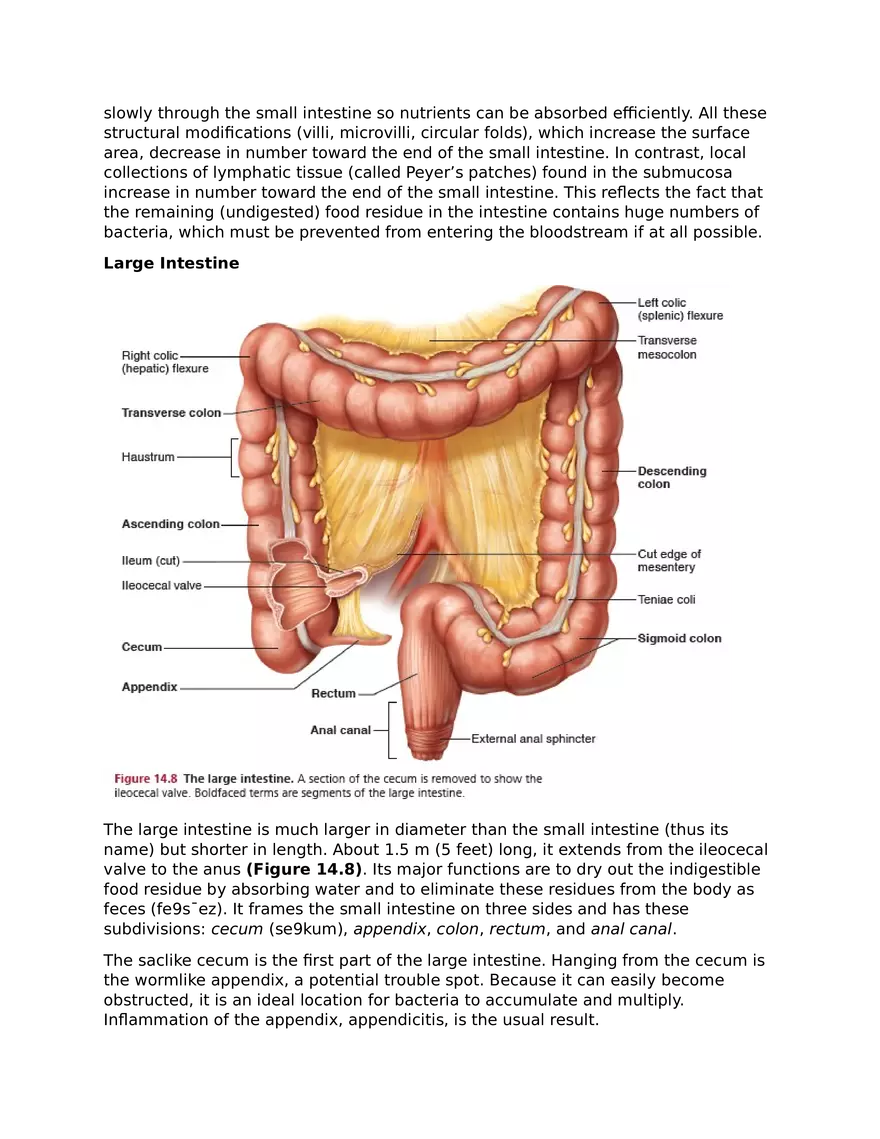 The Digestive System and Body Metabolism - Page 11