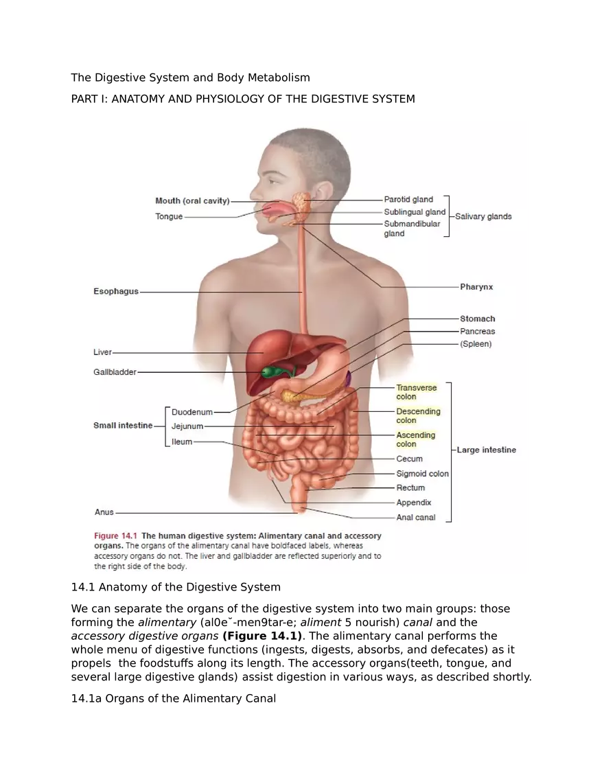 The Digestive System and Body Metabolism - Page 1