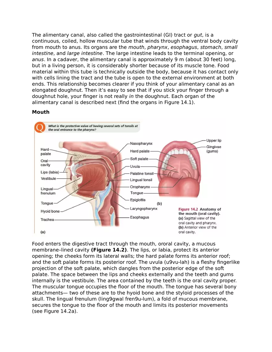 The Digestive System and Body Metabolism - Page 2