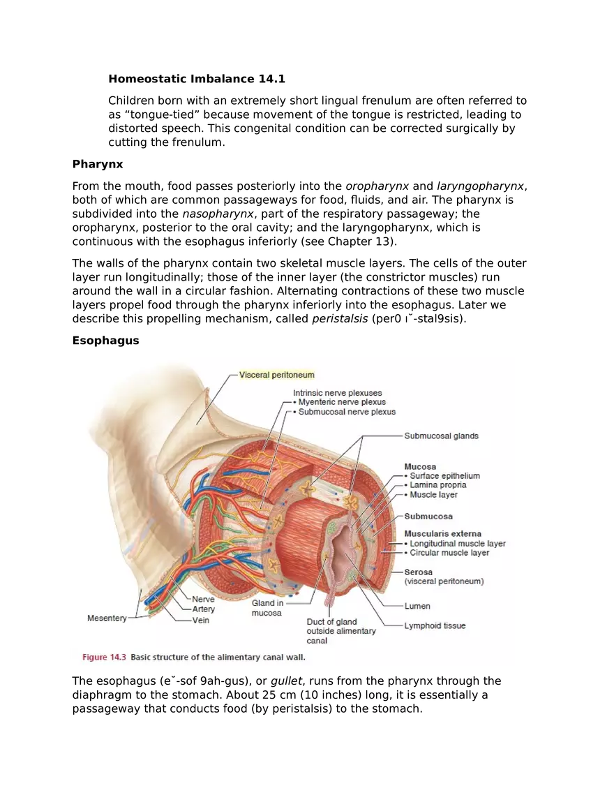 The Digestive System and Body Metabolism - Page 4