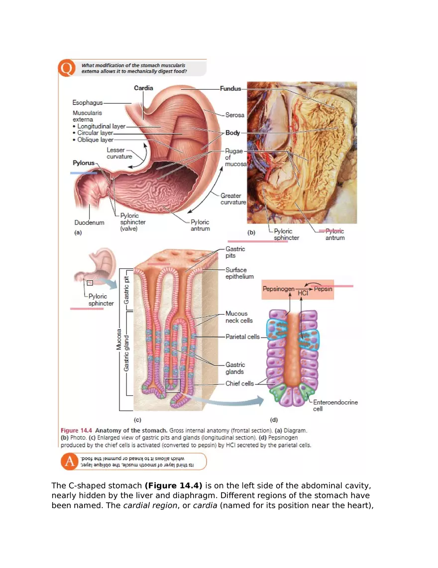 The Digestive System and Body Metabolism - Page 6