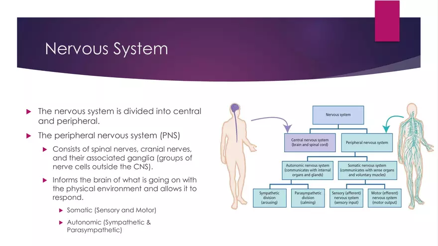 The Connection Between Viscera and Soma - Page 3