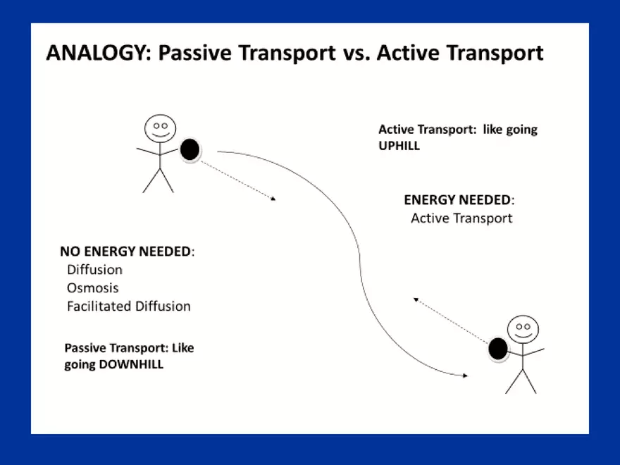 Cellular Transport Lecture Part 1 - Page 4