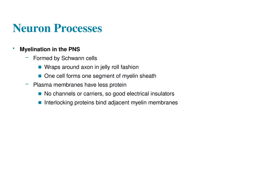 Fundamentals of the Nervous System and Nervous Tissue Lectrure 4 - Page 8
