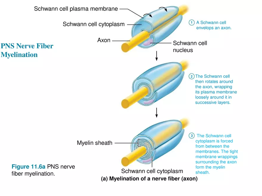 Fundamentals of the Nervous System and Nervous Tissue Lectrure 4 - Page 9