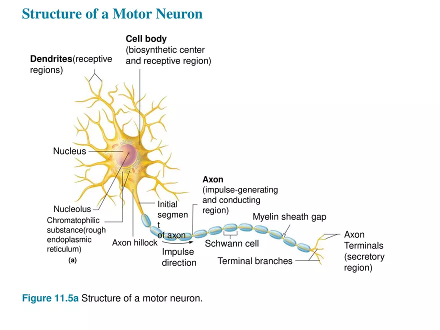 Fundamentals of the Nervous System and Nervous Tissue Lectrure 4 - Page 11