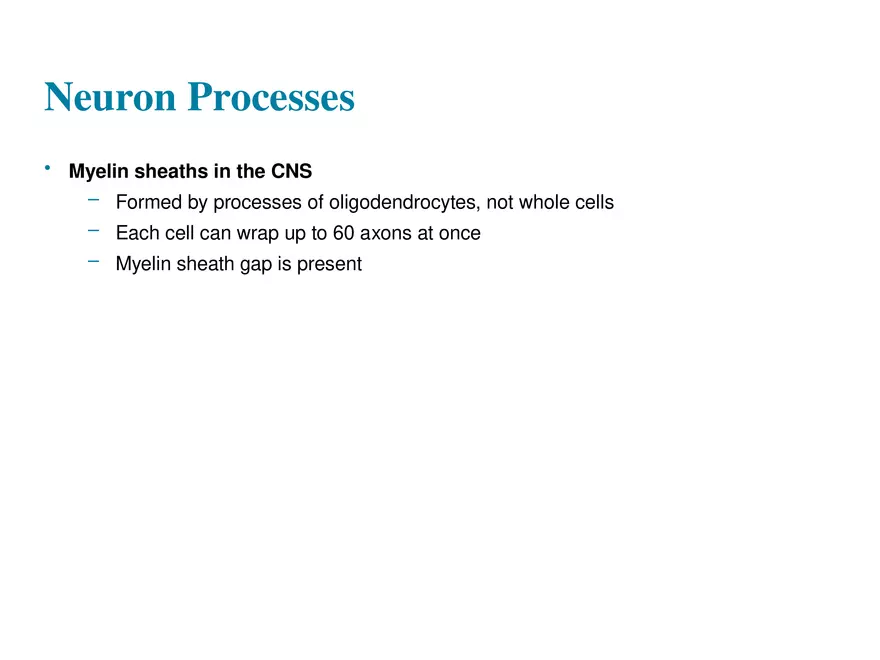 Fundamentals of the Nervous System and Nervous Tissue Lectrure 4 - Page 12