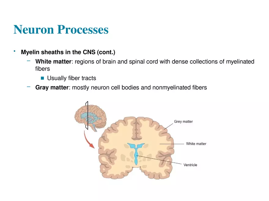 Fundamentals of the Nervous System and Nervous Tissue Lectrure 4 - Page 13