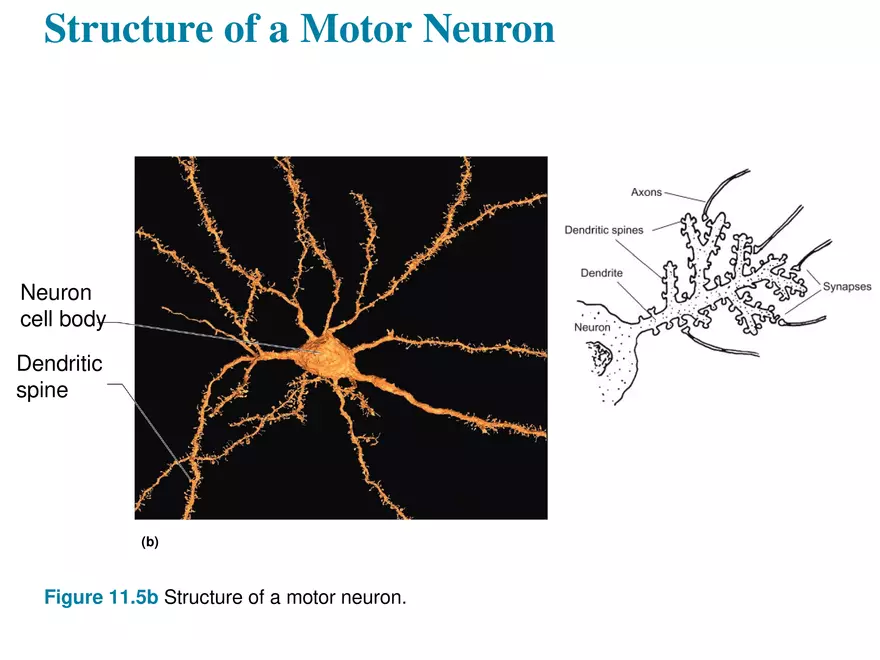 Fundamentals of the Nervous System and Nervous Tissue Lectrure 4 - Page 1