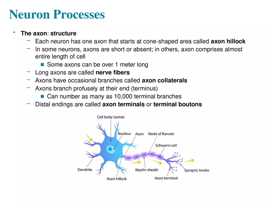 Fundamentals of the Nervous System and Nervous Tissue Lectrure 4 - Page 2