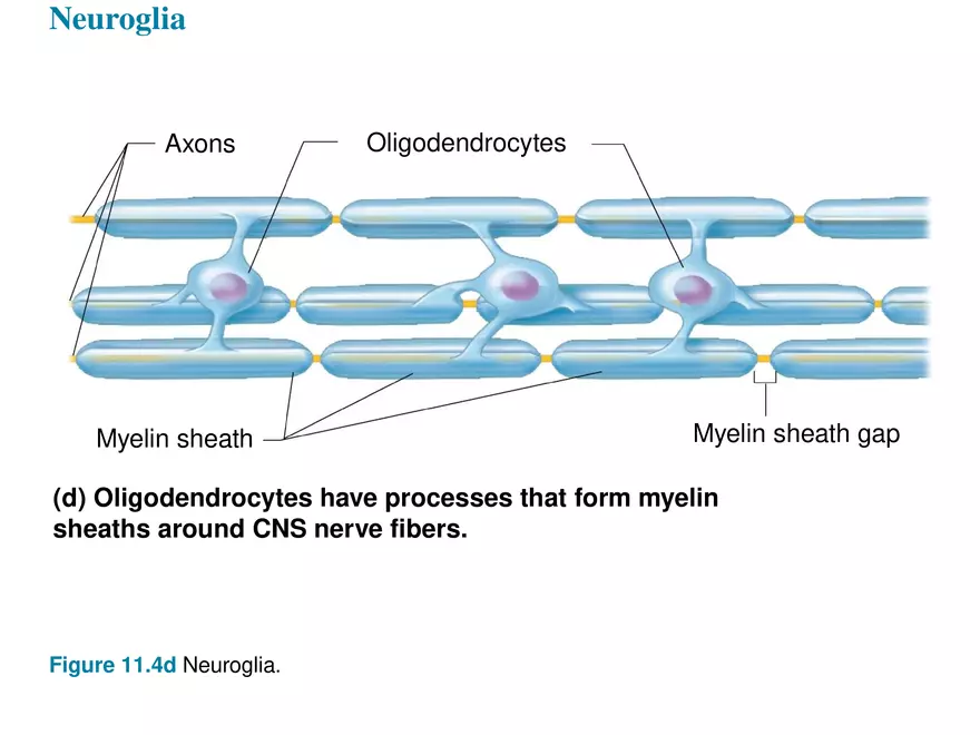 Fundamentals of the Nervous System and Nervous Tissue Lectrure 4 - Page 3