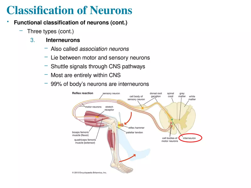 Fundamentals of the Nervous System and Nervous Tissue Lectrure 4 - Page 5