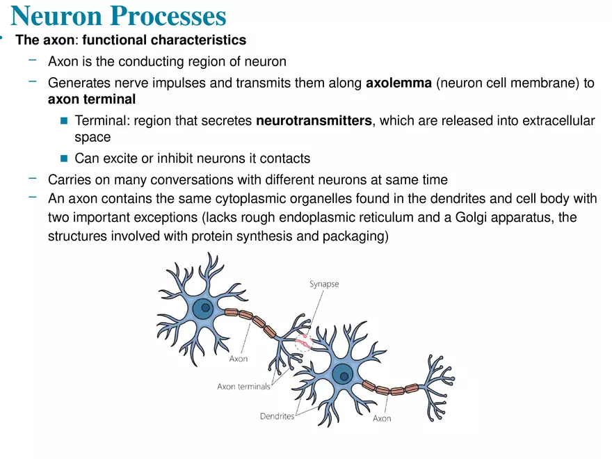Fundamentals of the Nervous System and Nervous Tissue Lectrure 4 - Page 6
