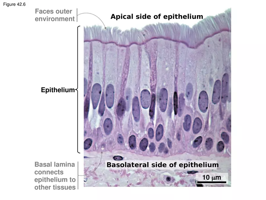 Animal Form and Function Lecture 2 - Page 10