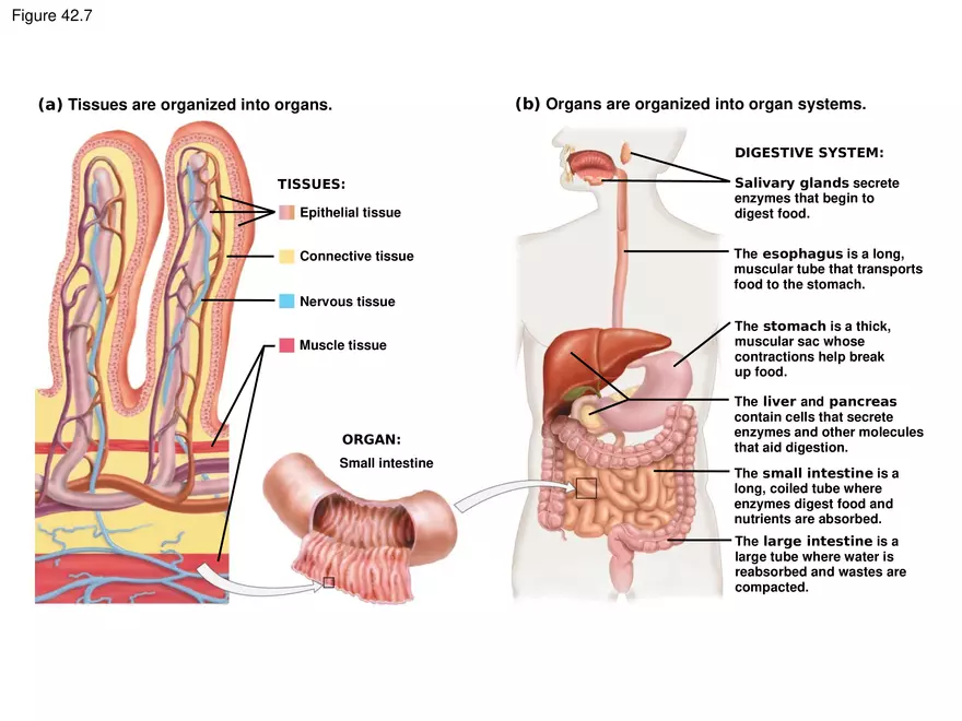 Animal Form and Function Lecture 2 - Page 12