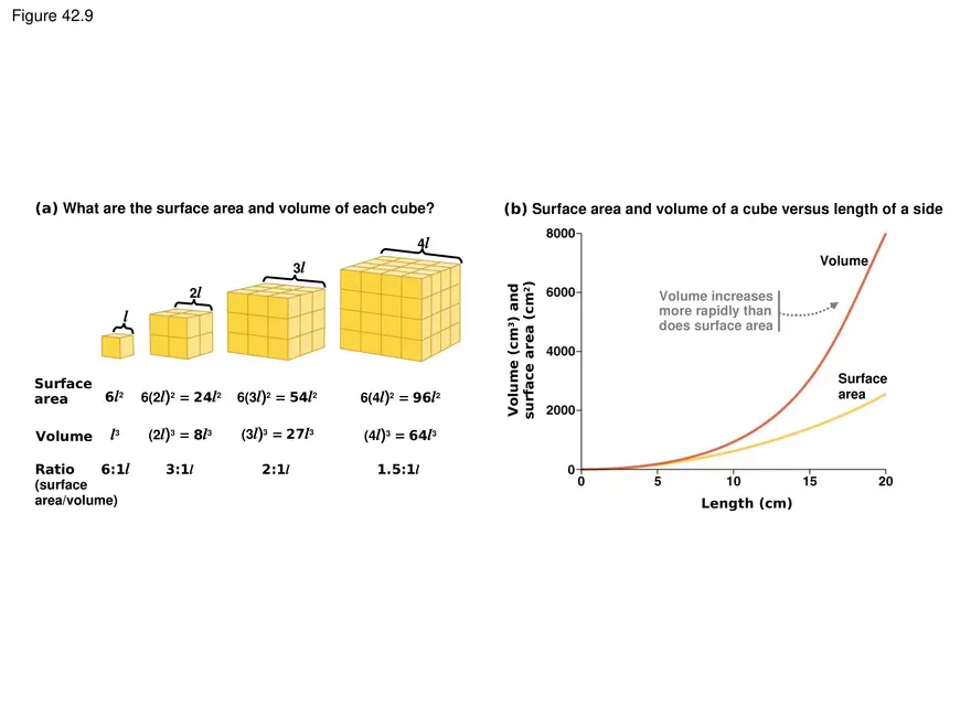 Animal Form and Function Lecture 2 - Page 14