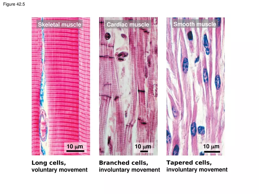 Animal Form and Function Lecture 2 - Page 2