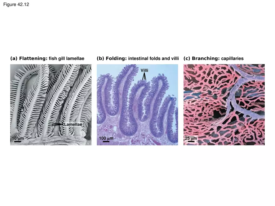 Animal Form and Function Lecture 2 - Page 5