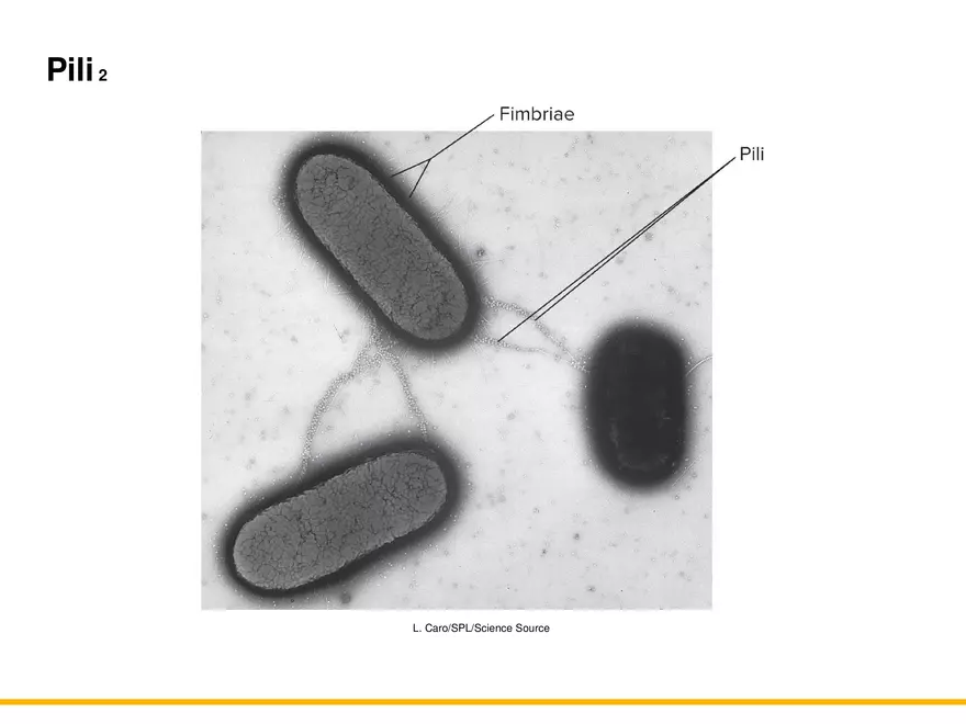 A Survey of Prokaryotic Cells and Microorganisms Lecture 3 - Page 7