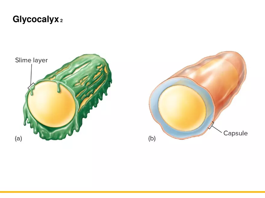 A Survey of Prokaryotic Cells and Microorganisms Lecture 3 - Page 9