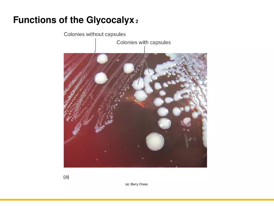 A Survey of Prokaryotic Cells and Microorganisms Lecture 3 - Page 11