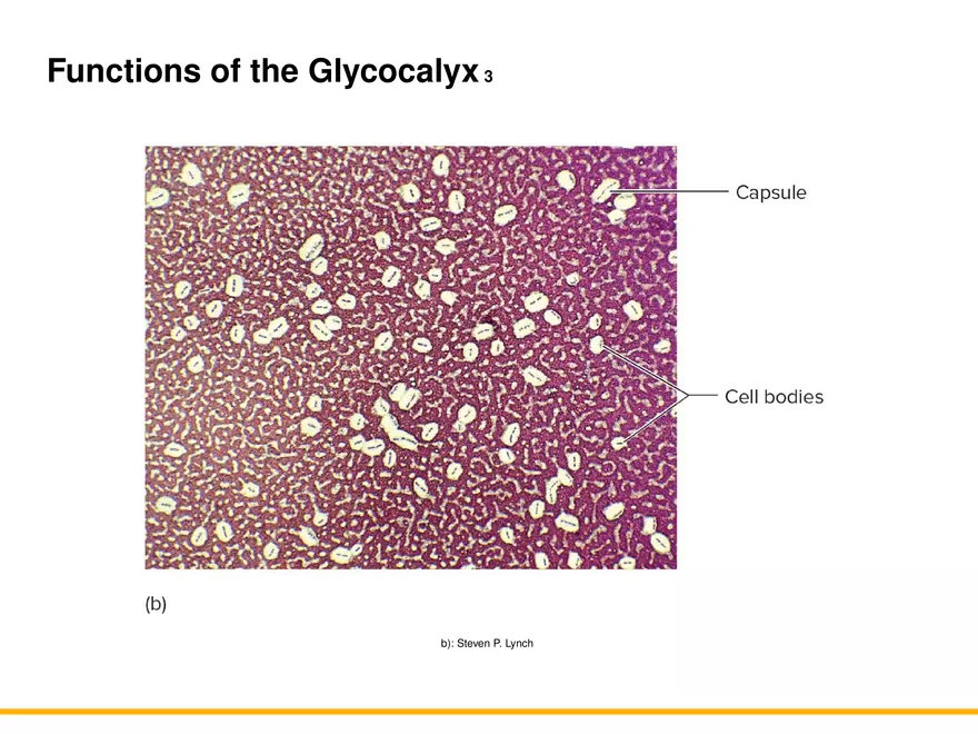 A Survey of Prokaryotic Cells and Microorganisms Lecture 3 - Page 3