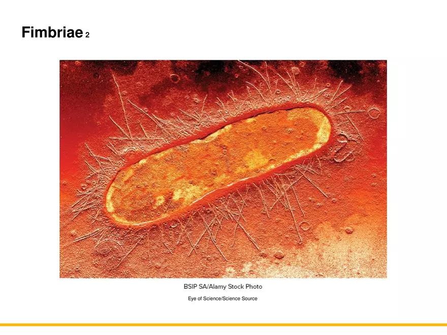 A Survey of Prokaryotic Cells and Microorganisms Lecture 3 - Page 5