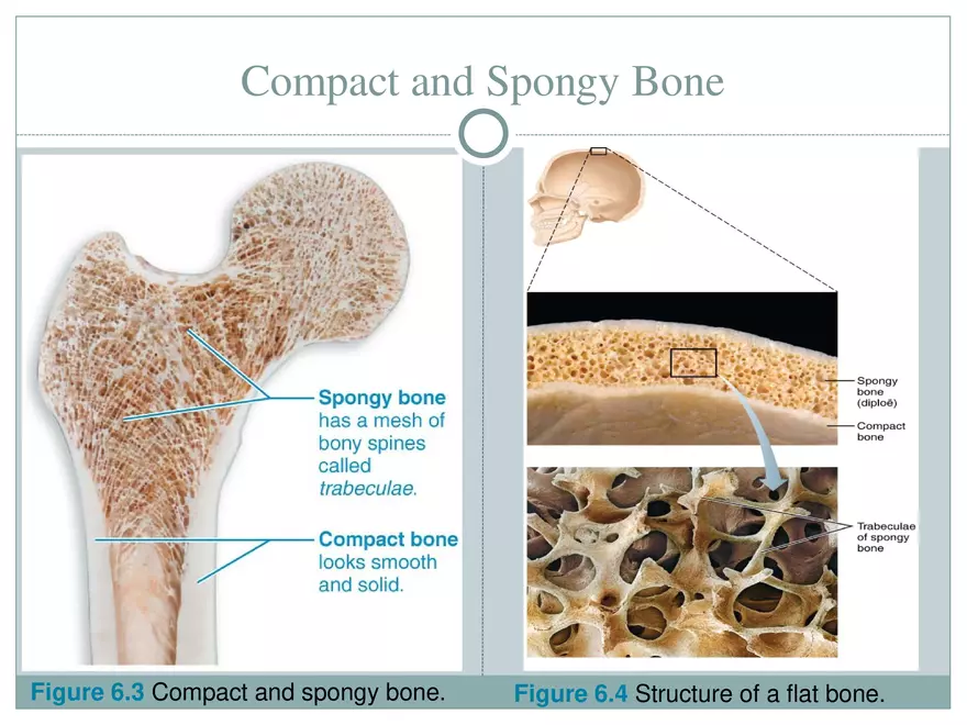 Chapter 6 Bones and Skeletal Tissue Part 1 - Page 7