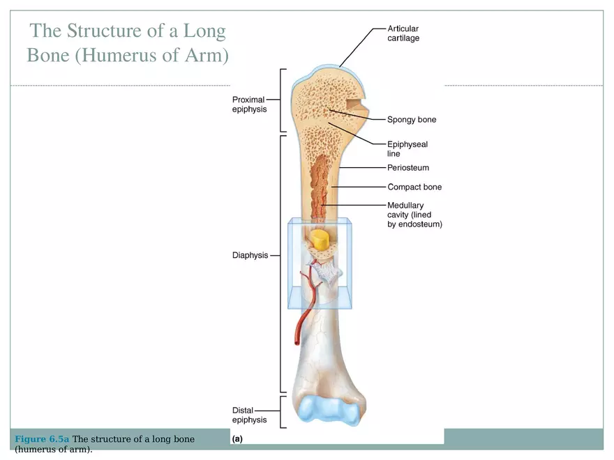 Chapter 6 Bones and Skeletal Tissue Part 1 - Page 8