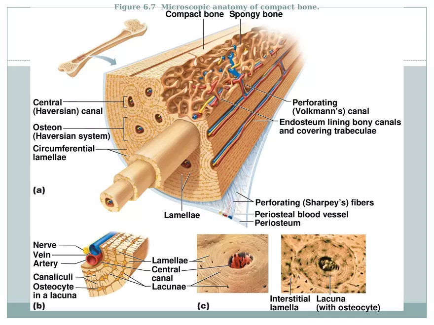 Chapter 6 Bones and Skeletal Tissue Part 1 - Page 9