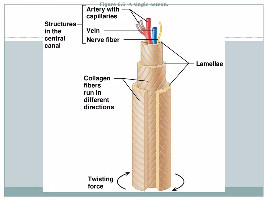 Chapter 6 Bones and Skeletal Tissue Part 1 - Page 10