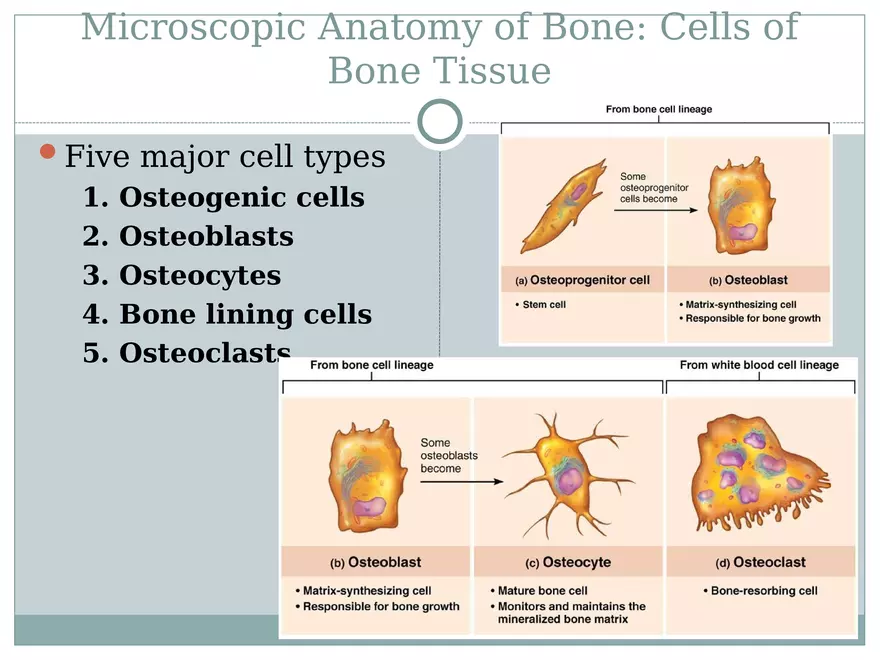 Chapter 6 Bones and Skeletal Tissue Part 1 - Page 11