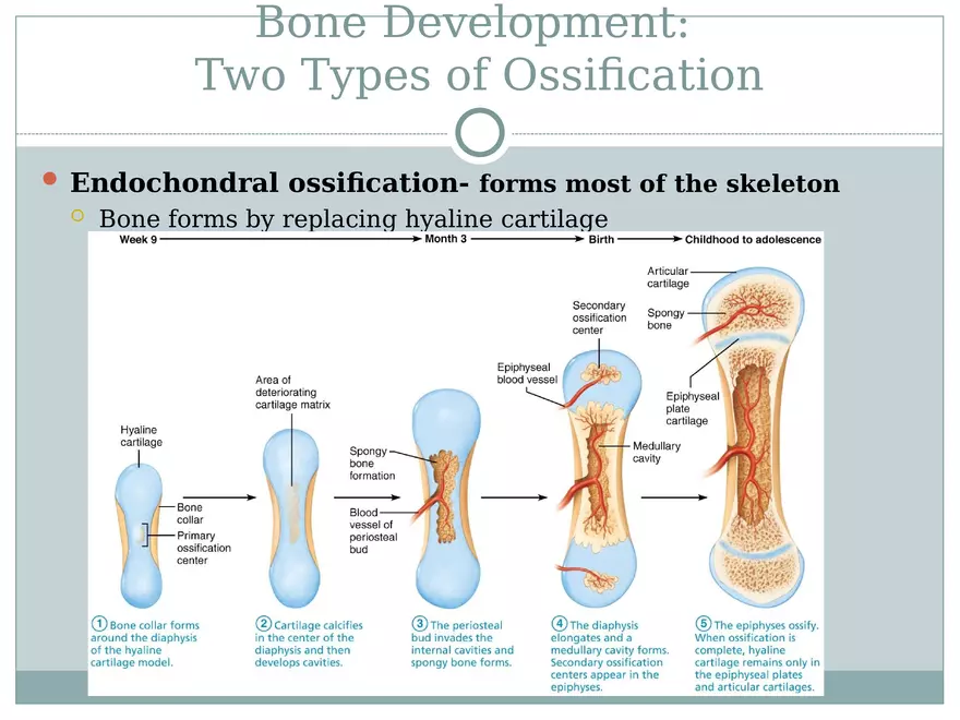 Chapter 6 Bones and Skeletal Tissue Part 1 - Page 13