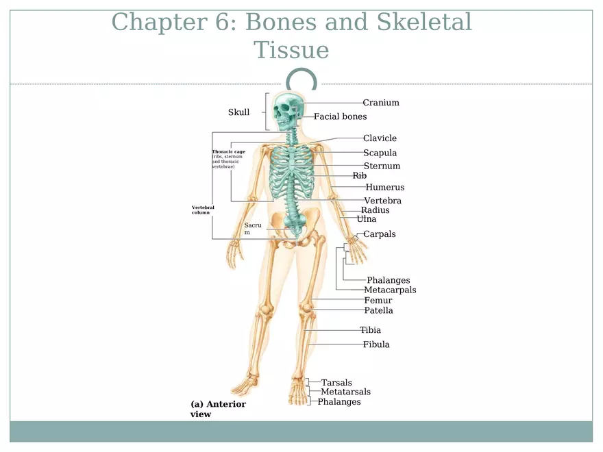 Chapter 6 Bones and Skeletal Tissue Part 1 - Page 1