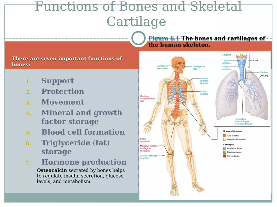 Chapter 6 Bones and Skeletal Tissue Part 1 - Page 2