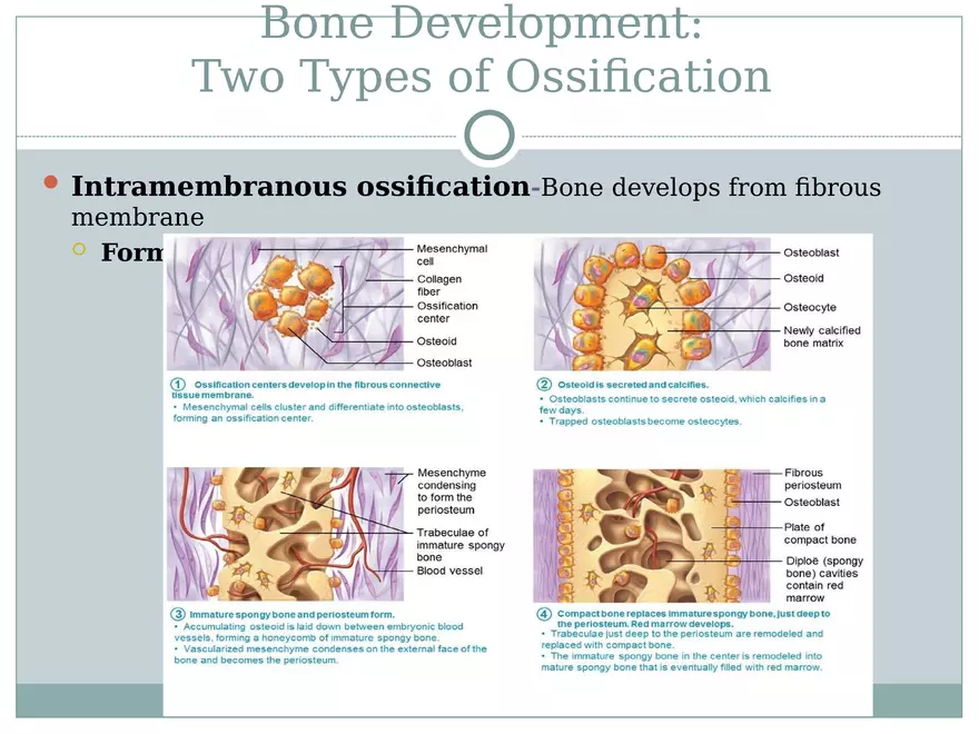 Chapter 6 Bones and Skeletal Tissue Part 1 - Page 3