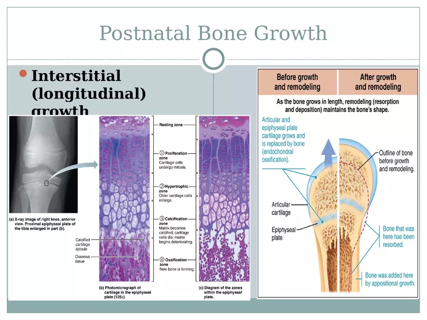 Chapter 6 Bones and Skeletal Tissue Part 1 - Page 4