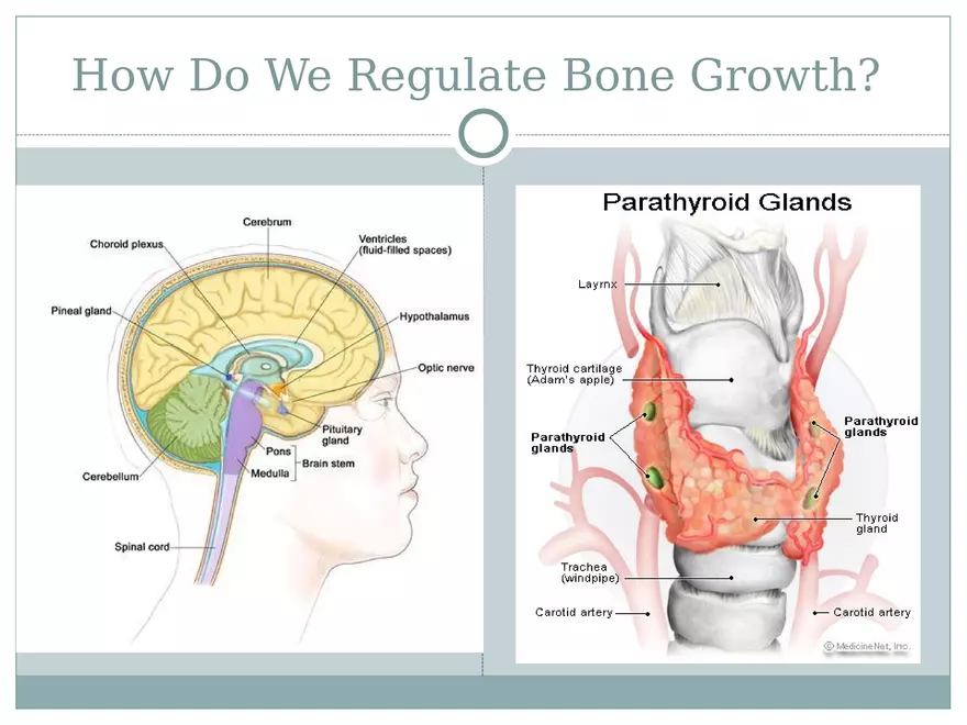 Chapter 6 Bones and Skeletal Tissue Part 1 - Page 5