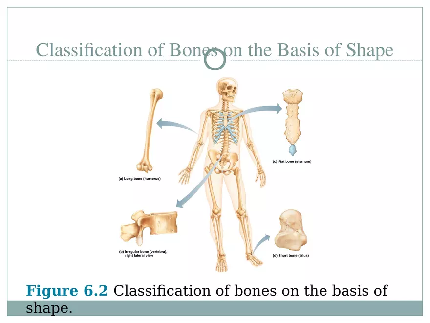 Chapter 6 Bones and Skeletal Tissue Part 1 - Page 6