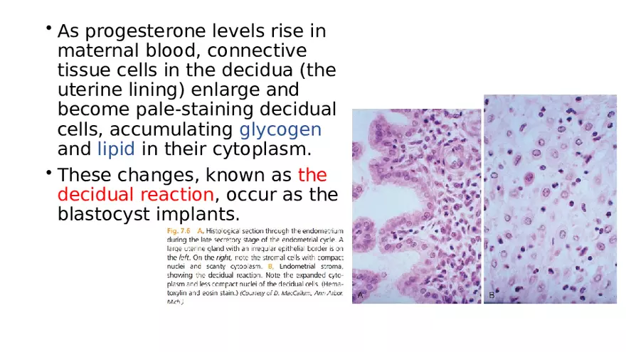 Placenta, Extraembryonic Membranes, and Multiple Pregnancies Part 1 - Page 9