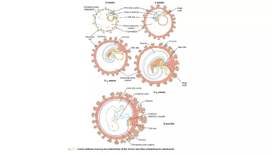 Placenta, Extraembryonic Membranes, and Multiple Pregnancies Part 1 - Page 3