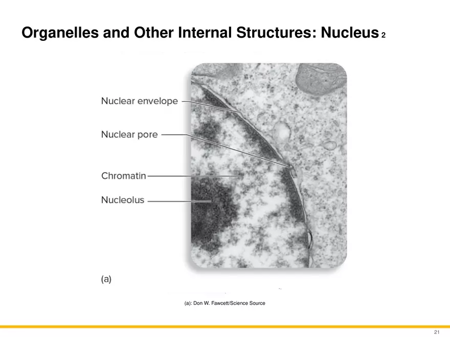 A Survey of Eukaryotic Cells and Microorganisms Part 2 - Page 10
