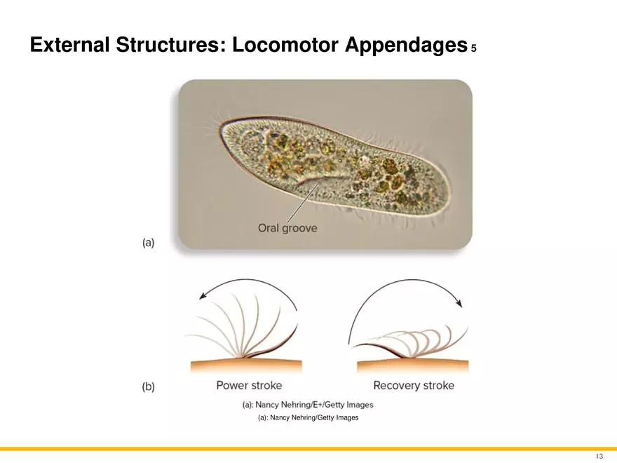 A Survey of Eukaryotic Cells and Microorganisms Part 2 - Page 2
