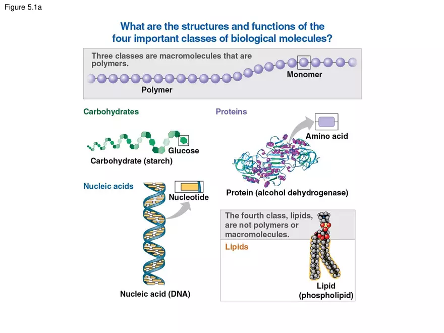 Biological Macromolecules and Lipids Lecture - Page 4